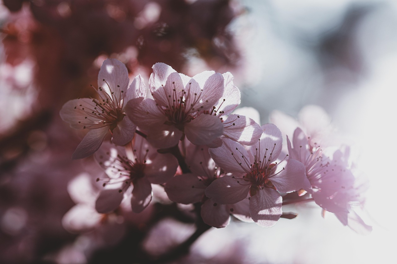 子供の視力低下に対する花粉症の影響とは？