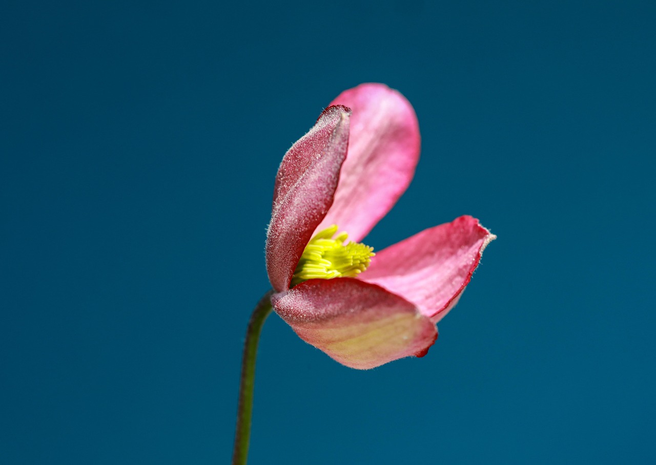 子供の視力低下に花粉症が与える影響とは？