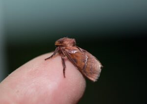 夜更かしが子供の視力に与える影響とは？