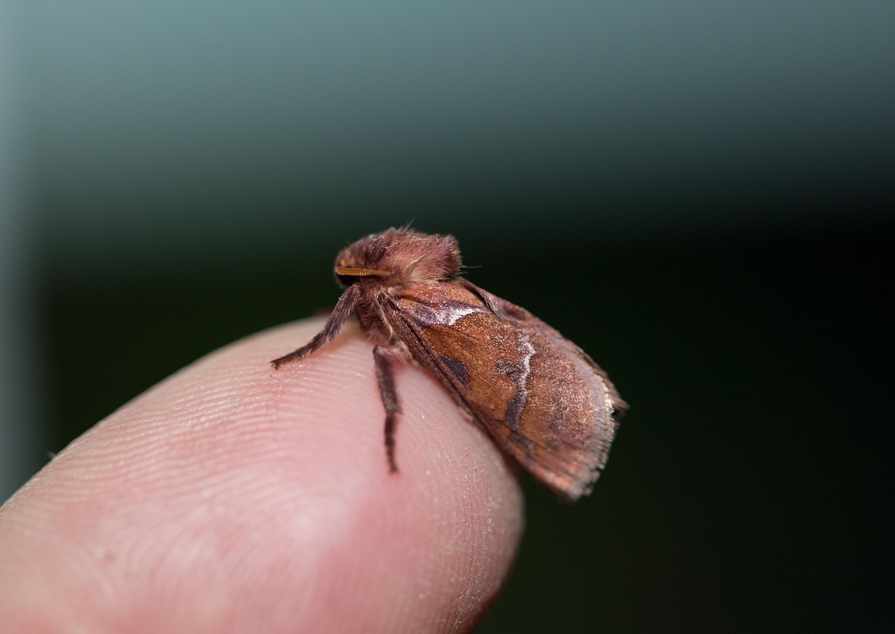 夜更かしが子供の視力に与える影響とは？