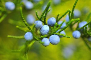 子供がブルーベリーを食べることで得られる視力への効果は？